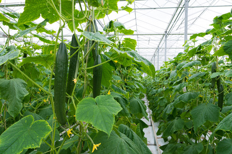 Russia reduces expenses for vegetable cultivation through innovative methods